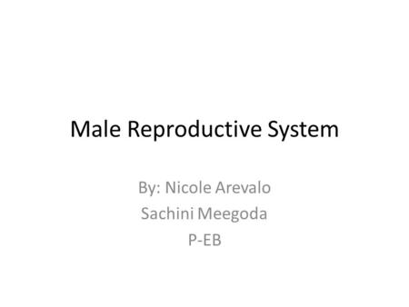 Male Reproductive System By: Nicole Arevalo Sachini Meegoda P-EB.