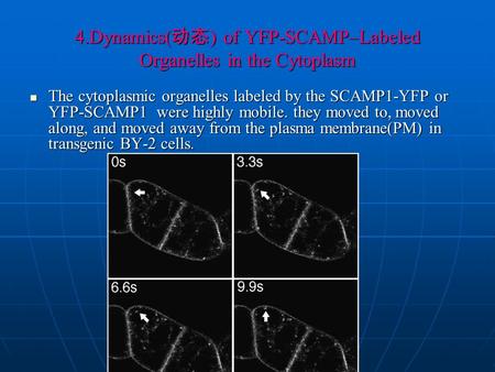 4.Dynamics( 动态 ) of YFP-SCAMP–Labeled Organelles in the Cytoplasm The cytoplasmic organelles labeled by the SCAMP1-YFP or YFP-SCAMP1 were highly mobile.