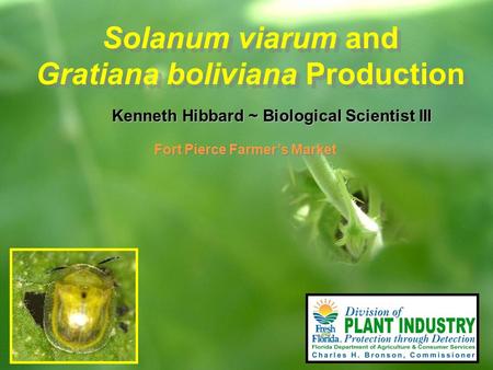 Solanum viarum and Gratiana boliviana Production Kenneth Hibbard ~ Biological Scientist III Fort Pierce Farmer’s Market.