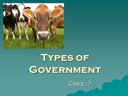 Types of Government Cows…?.