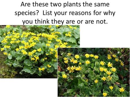 Are these two plants the same species? List your reasons for why you think they are or are not.