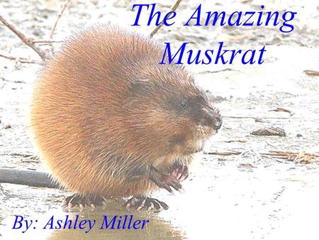 By: Ashley Miller The Amazing Muskrat. Muskrat Muskrats are basically an oversized field mouse that lives in and around water. Their feet act like paddles.