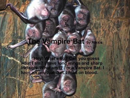 The Vampire Bat by Alexis Hey! What’s up? Can you guess what I am? I have long wings and sharp incisors. What am I? I’m a Vampire Bat. I have an unusual.