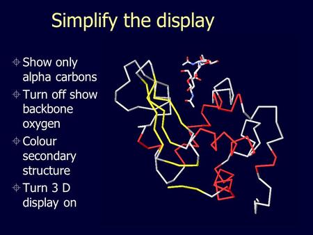 Simplify the display  Show only alpha carbons  Turn off show backbone oxygen  Colour secondary structure  Turn 3 D display on.