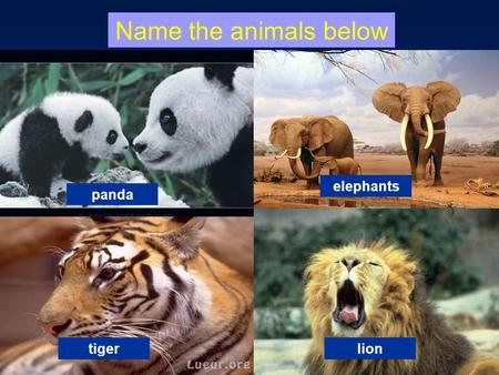 Name the animals below panda elephants tigerlion.