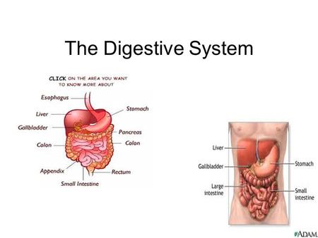 The Digestive System. Purpose of digestive system: –Converts food into small molecules that can be used by cells!! –Why do the food molecules need to.