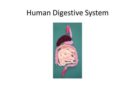 Human Digestive System. The Human Digestive System Ingestion: The tongue mixes food with saliva to form “bolus”. Saliva contains: Mucin (a glycoprotein)