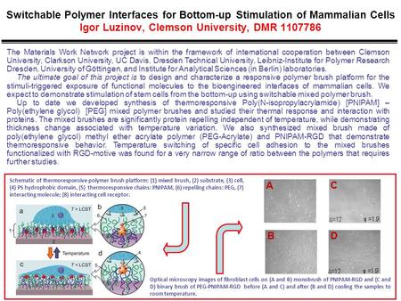 Switchable Polymer Interfaces for Bottom-up Stimulation of Mammalian Cells Igor Luzinov, Clemson University, DMR 1107786 The Materials Work Network project.