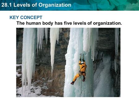 KEY CONCEPT  The human body has five levels of organization.