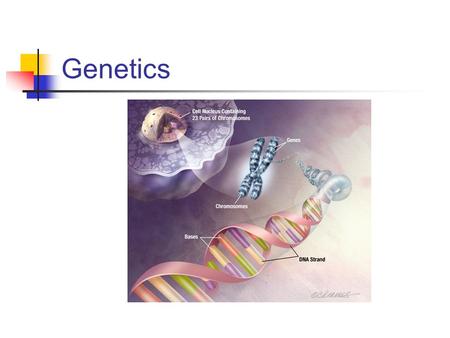 Genetics. What’s it all about? Questions: what we will answer. What is genetics? How do chromosomes work? What is the history of genetics? Genetics and.