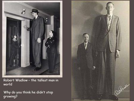 Robert Wadlow – the tallest man in world Why do you think he didn’t stop growing?