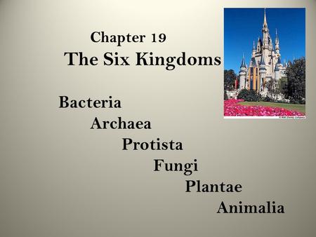 Chapter 19 The Six Kingdoms Bacteria Archaea Protista Fungi Plantae Animalia.