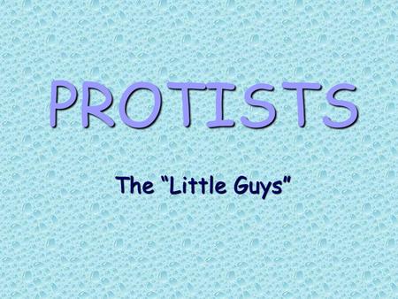 PROTISTS The “Little Guys”.