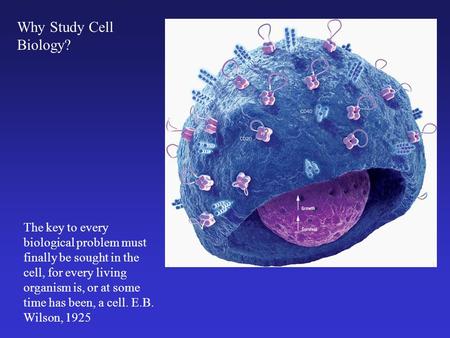 The key to every biological problem must finally be sought in the cell, for every living organism is, or at some time has been, a cell. E.B. Wilson, 1925.