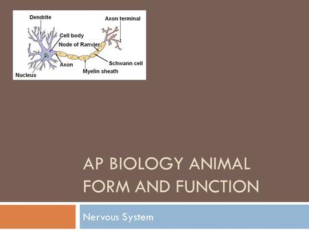 AP BIOLOGY ANIMAL FORM AND FUNCTION Nervous System.