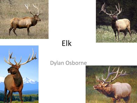 Elk Dylan Osborne. Where they live They roam in the US and in Canada.