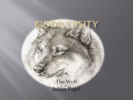 The Wolf Julian Fogel. Wolves now live in the Northern Hemisphere  Tundra  Plains  Savannahs  Soft and hard woods  And mixed forest Before wolves.