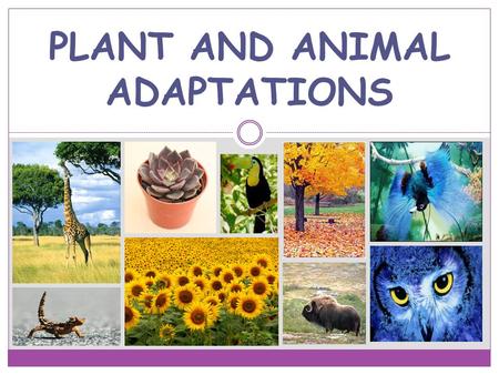 PLANT AND ANIMAL ADAPTATIONS. PLANTS: CONE SHAPED TREES ARE ABLE TO SHED SNOW ANIMALS: SOME FLY SOUTH FOR THE WINTER OR CHANGE THE COLOR OF THIR FUR COLD.
