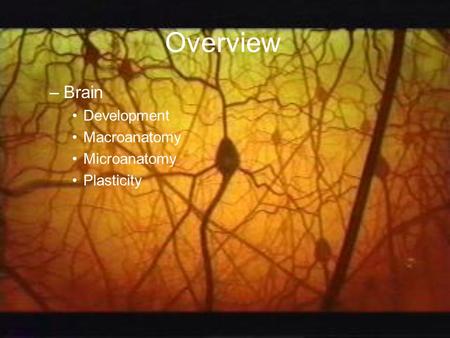 Overview –Brain Development Macroanatomy Microanatomy Plasticity.