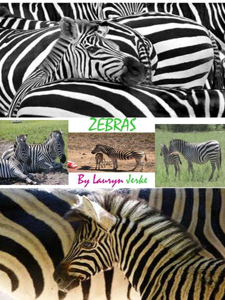ZEBRAS By Lauryn Jerke. 2 Table of Contents! 1.Where do they live? Pg.3 2.What do they eat?pg.4. 3.what is a zebra? Pg.5 What eats zebras? Pg.6 fun facts.
