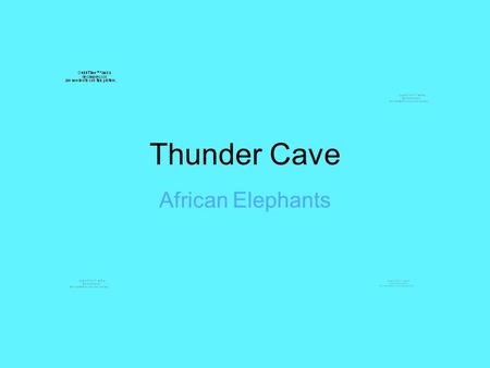 Thunder Cave African Elephants. Elephants in Thunder Cave In the book Thunder Cave there were elephants in the story. Jacob, the main character, had a.