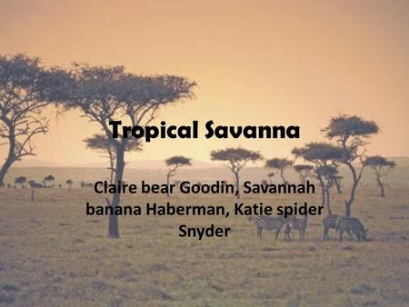 Tropical Savanna Claire bear Goodin, Savannah banana Haberman, Katie spider Snyder.