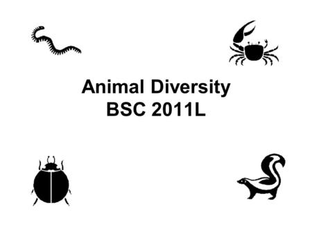 Animal Diversity BSC 2011L. Major Divisions of Life BacteriaArchaeaMicrosporidiaFlagellataAnimaliaFungiCiliataPlantae Eukaryotes * * membrane bound nucleus.
