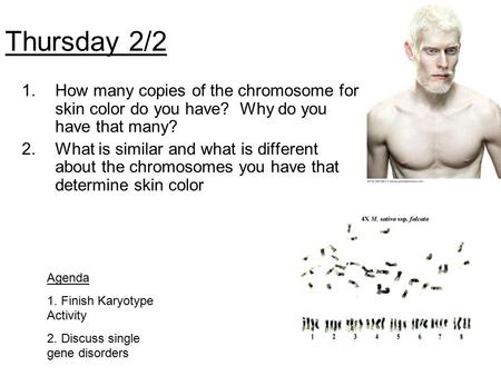 Thursday 2/2 How many copies of the chromosome for skin color do you have? Why do you have that many? What is similar and what is different about the.