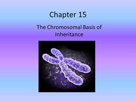 Chapter 15 The Chromosomal Basis of Inheritance. Chromosome Theory of Inheritance Created by Sutton, Boveri, et al in 1902 States that Mendelian genes.