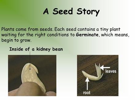 A Seed Story Plants come from seeds. Each seed contains a tiny plant waiting for the right conditions to Germinate, which means, begin to grow. Inside.