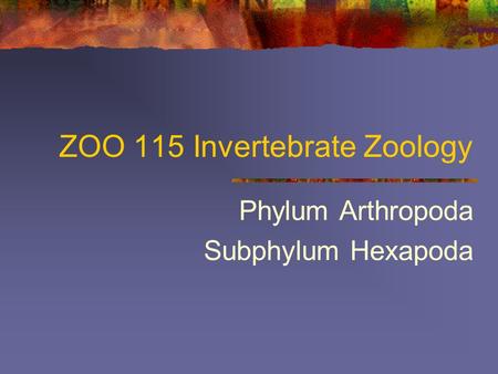 ZOO 115 Invertebrate Zoology Phylum Arthropoda Subphylum Hexapoda.
