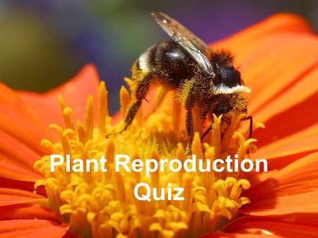 Plant Reproduction Quiz. stigma style ovary ovule carpel anther filament stamen petal sepal receptacle Flower Structure Pollination Fertilisation Seed.