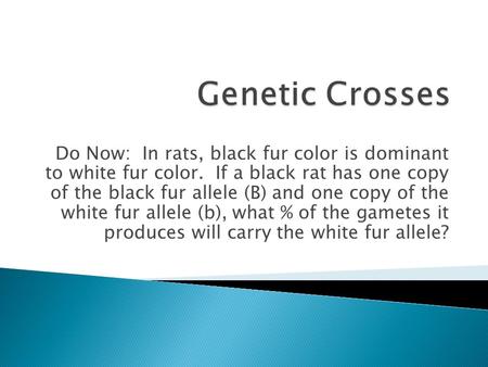 Genetic Crosses Do Now: In rats, black fur color is dominant to white fur color. If a black rat has one copy of the black fur allele (B) and one copy.