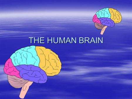 THE HUMAN BRAIN. THE AMAZING BRAIN!!! - the brain contains about 35 billion neurons! - all of our dreams, passions, memories, and plans are the result.