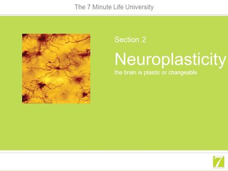 The 7 Minute Life University Neuroplasticity the brain is plastic or changeable Section 2.