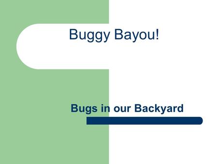 Buggy Bayou! Bugs in our Backyard. We will go on a bug hunt at school and at home to collect bugs for a project we will be doing for the next six weeks.