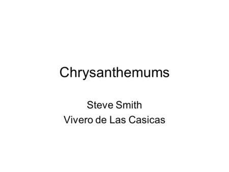 Chrysanthemums Steve Smith Vivero de Las Casicas.