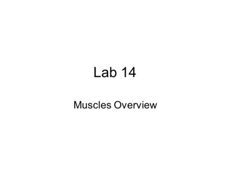 Lab 14 Muscles Overview. Muscle Labs Most of the labs for the next two weeks will consist of looking at models and diagrams to learn the muscles. The.
