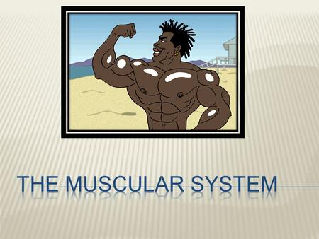 THE MUSCULAR SYSTEM.