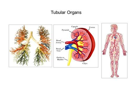 Tubular Organs. From Uv et al, 2003 Drosophila Tracheal System Simple structure Powerful genetics Easy observation.