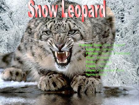 Common Name: Snow Leopard Kingdom: Animalia Phylum: Chordata (Vertebrata) Class: Mammalia Order: Carnivora Family: Felidae Genus: Pantherinae Uncia Species: