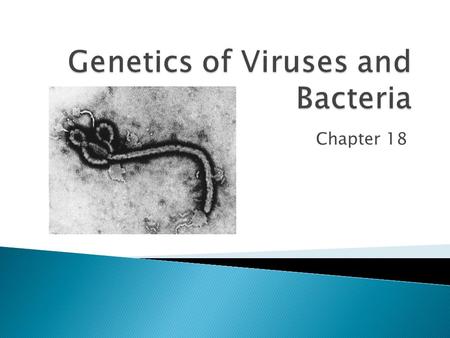 Chapter 18.  Tobacco mosaic virus (TMV) – 1 st identified  Structure ◦ Smallest are only 20nm in diameter ◦ Genome may be double or single stranded.