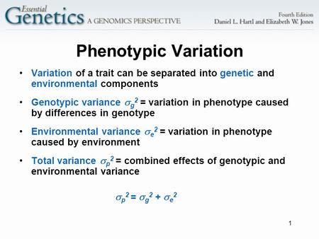 1 Phenotypic Variation Variation of a trait can be separated into genetic and environmental components Genotypic variance  g 2 = variation in phenotype.