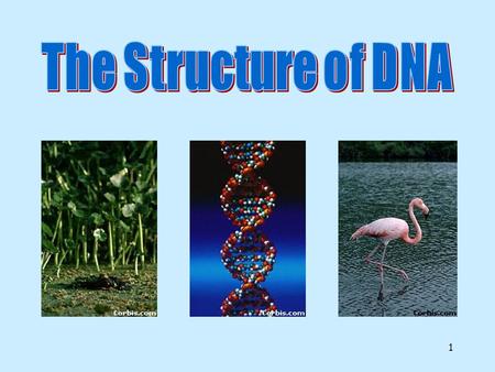 1 2 Chromosomes and DNA Chromosomes are made up of a chemical called DNA. They contain genes.