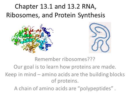Chapter 13.1 and 13.2 RNA, Ribosomes, and Protein Synthesis
