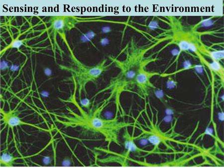 Sensing and Responding to the Environment. CB 48.3 Nerves allow us to perceive the environment while the brain integrates the incoming signals to determine.