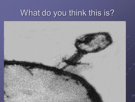 What do you think this is?. Viruses What do you Think These Objects are? Are They Living?