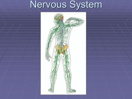 Nervous System.  1. Function – Receives and sends out info from and to the outside and inside your body.