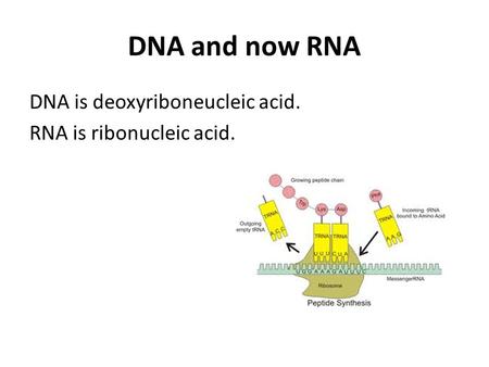 DNA and now RNA DNA is deoxyriboneucleic acid. RNA is ribonucleic acid.