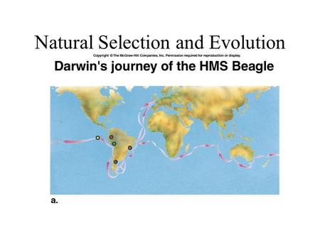 Natural Selection and Evolution. Evolution Darwin Late 1800s Historical View of Earth and its organisms. HMS Beagle Galapagos Islands Mechanism of Evolution.